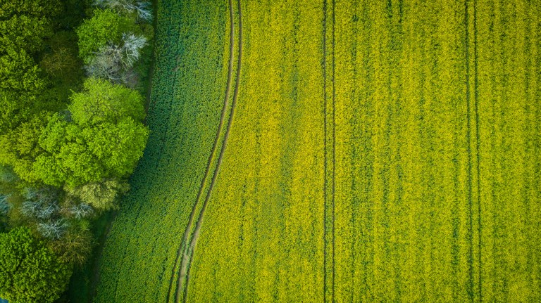 green wheat field2