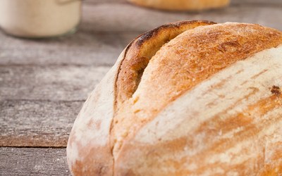 Amore L Barley Wheat